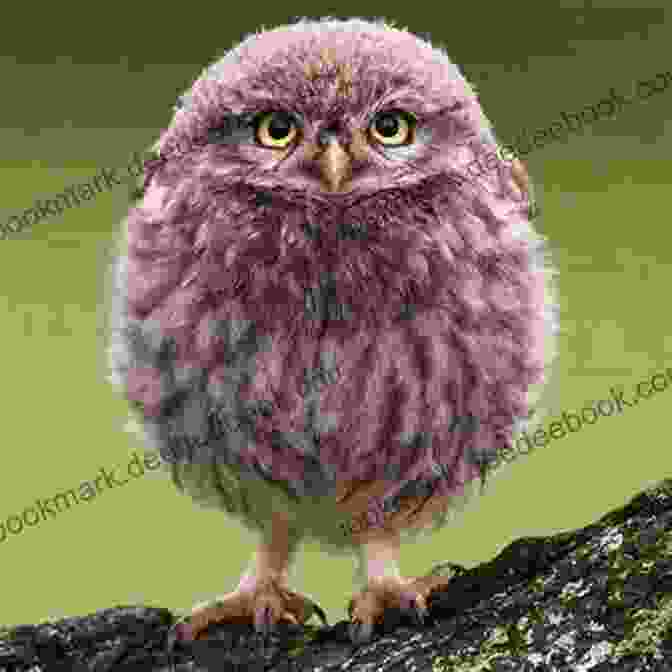 A Baby Owl With Wide Eyes And Fluffy Feathers Nobody S Cuter Than You: A Memoir About The Beauty Of Friendship