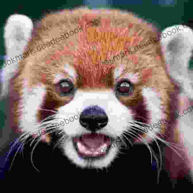 A Baby Red Panda With Fluffy Ears And Bright Eyes Nobody S Cuter Than You: A Memoir About The Beauty Of Friendship