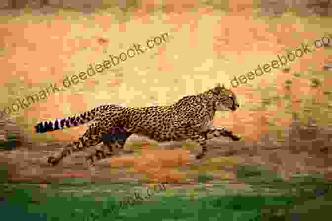 A Cheetah Running Across The Savanna Spiders: Amazing Pictures Fun Facts On Animals In Nature (Our Amazing World 7)