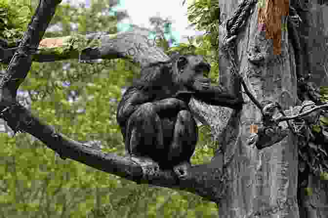 A Chimpanzee Sitting In A Tree Spiders: Amazing Pictures Fun Facts On Animals In Nature (Our Amazing World 7)