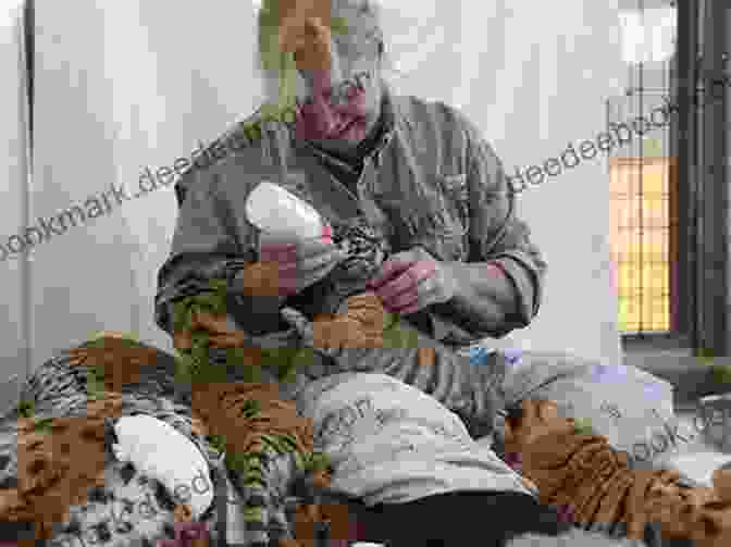 A Dedicated Zookeeper Feeding A Baby Tiger Elmwood Park Zoo (Images Of Modern America)