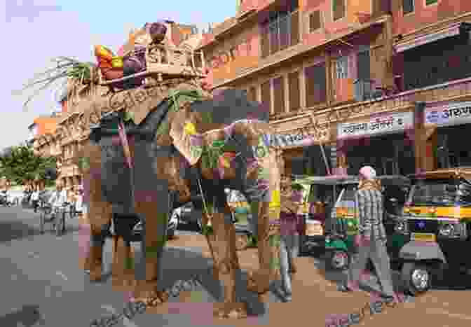 A Group Of Elephants Walking Through The Streets Of Jaipur, India. Do Not Wash Hands In Plates: Elephant Frenzy Parathas Temples Palaces Monkeys And The Kindness Of Indian Strangers (Your Camels Are Here 1)