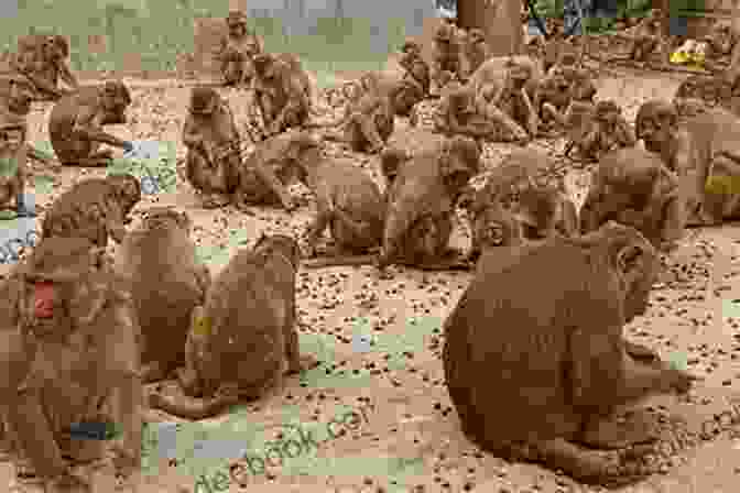 A Group Of Monkeys Playing In A Temple In India. Do Not Wash Hands In Plates: Elephant Frenzy Parathas Temples Palaces Monkeys And The Kindness Of Indian Strangers (Your Camels Are Here 1)