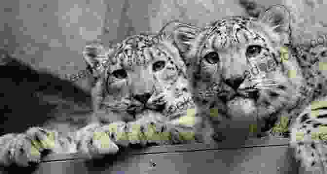 A Group Of Zookeepers Monitoring A Breeding Program For Snow Leopards Elmwood Park Zoo (Images Of Modern America)