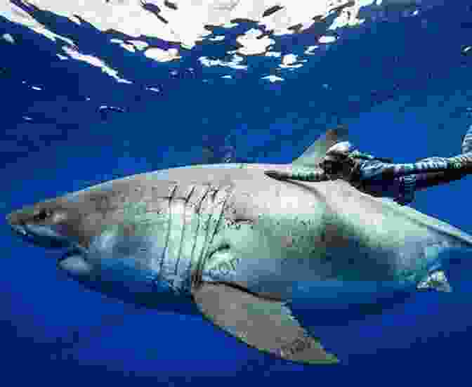 A Majestic Great White Shark Patrolling The Deep Blue Waters. DK Readers L3: Shark Attack (DK Readers Level 3)