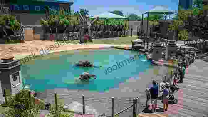 A Panoramic View Of The Zoo's Lush Grounds And Animal Exhibits Elmwood Park Zoo (Images Of Modern America)