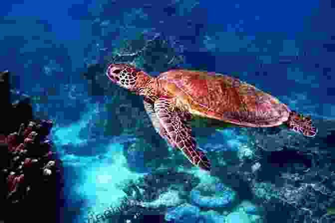 A Sea Turtle Swimming Serenely Through A Coral Reef Transformers Rescue Bots: Training Academy: Sharks Other Sea Life (Passport To Reading Level 2)