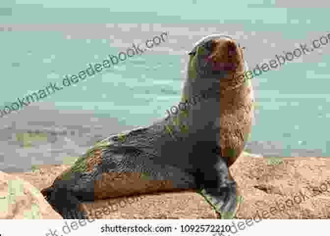 A Seal Basking On A Rock In The Ocean, With A Serene Expression And Glistening Fur. Seal (Animal) Victoria Dickenson