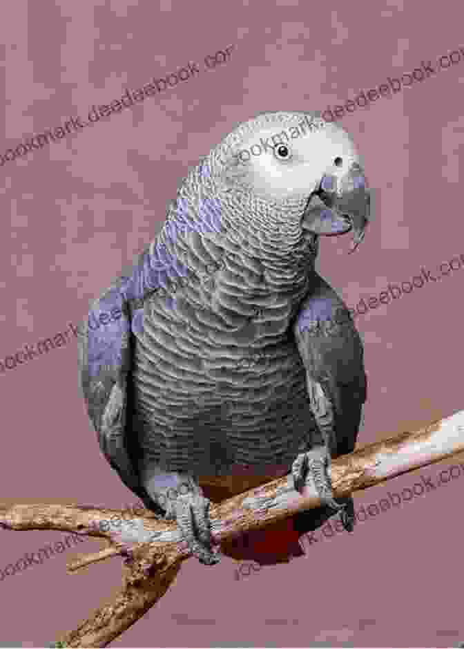 African Grey Parrot Looking In A Mirror Think Like An African Grey: Timmy S Helpful Tips And Information On How To Become A Better Parrot Parent