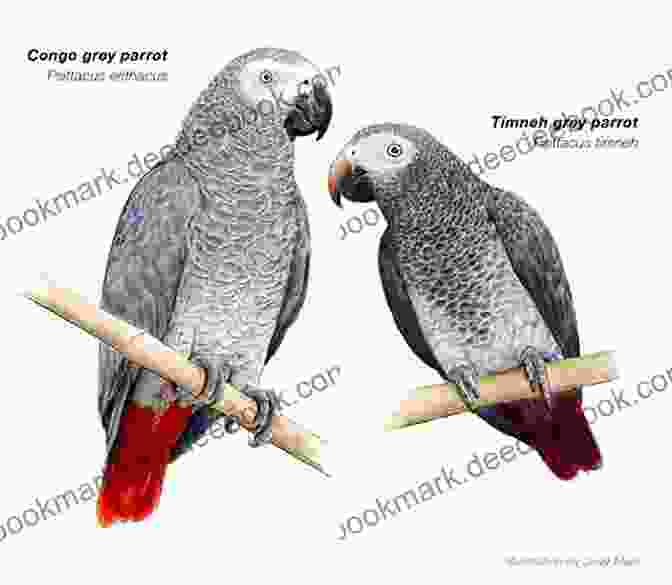 African Grey Parrot Remembering A Sequence Of Objects Think Like An African Grey: Timmy S Helpful Tips And Information On How To Become A Better Parrot Parent