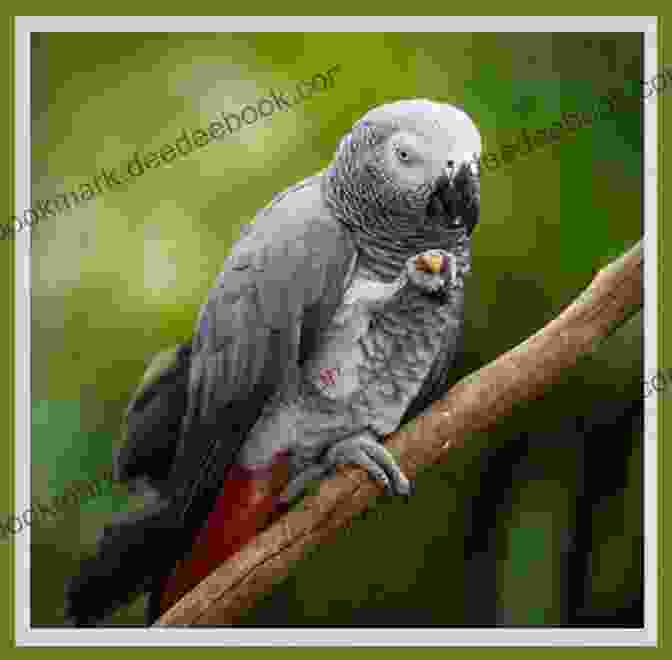 African Grey Parrot Solving A Puzzle Think Like An African Grey: Timmy S Helpful Tips And Information On How To Become A Better Parrot Parent