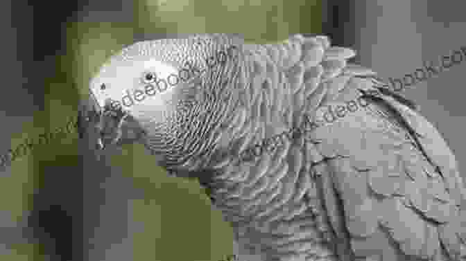 African Grey Parrot Talking Think Like An African Grey: Timmy S Helpful Tips And Information On How To Become A Better Parrot Parent