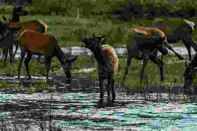 Elk Grazing In The Lost River Range Ameritrekking And Highpointing: Finding The Lost River Range (Exploring America 3)