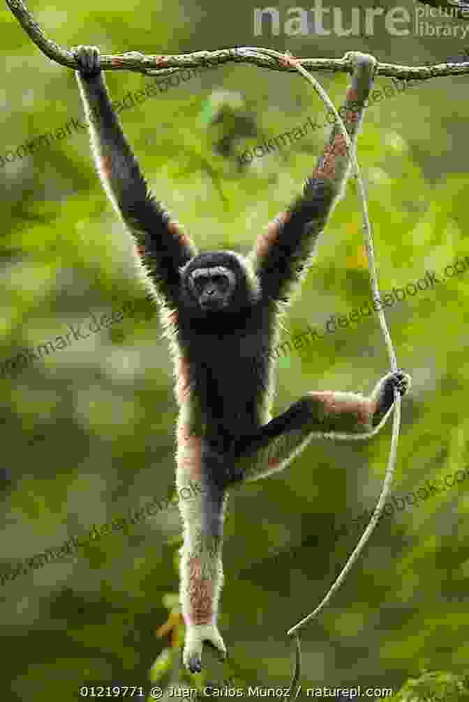 Gibbons Swinging Through The Rainforest Canopy Monkey Business (Bob And Nikki 10)