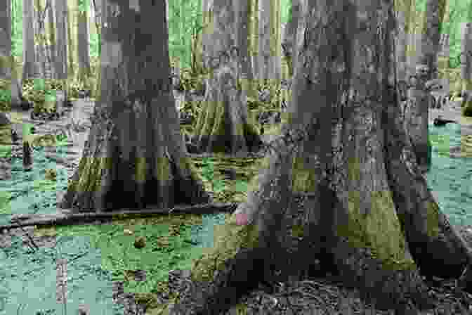 The Lush Forests And Swamps Of The Big Thicket. Jody Rookstool S Top 12 Places To Visit In Texas