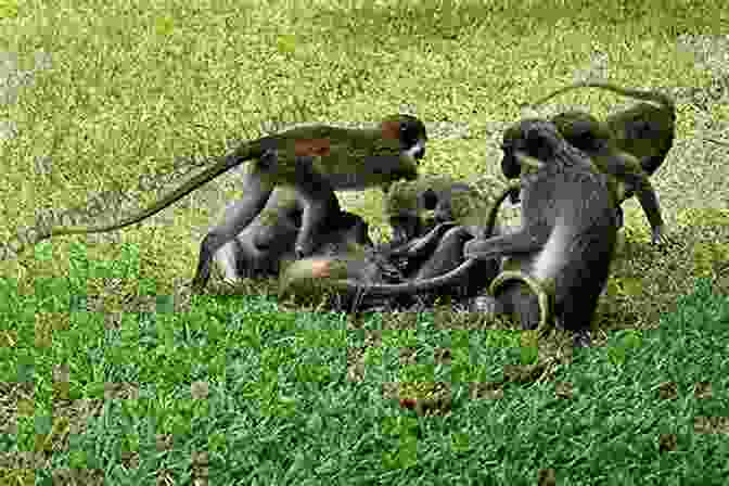 Vervet Monkeys Playing In The Rainforest Monkey Business (Bob And Nikki 10)