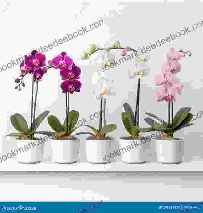 Vonflora Superflower 1: Stunning Orchid In Vibrant Hues VONFLORA: 250 SuperFlowers Vol 4 Von Taylor