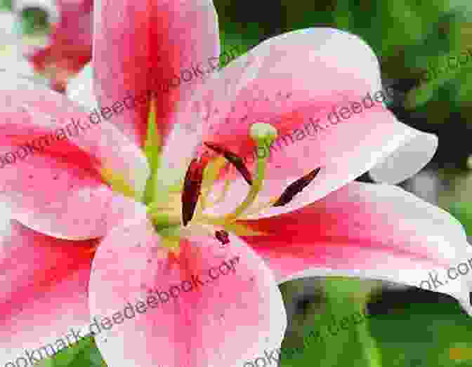 Vonflora Superflower 2: Delicate Lily With Graceful Petals VONFLORA: 250 SuperFlowers Vol 4 Von Taylor