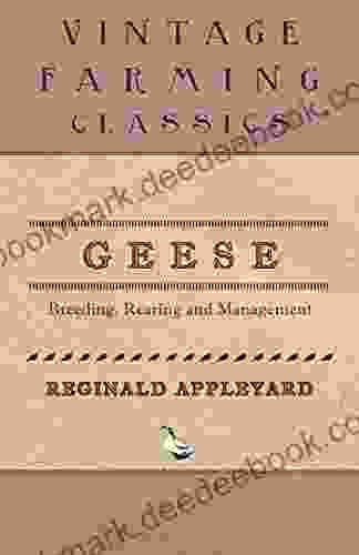 Geese Breeding Rearing and Management